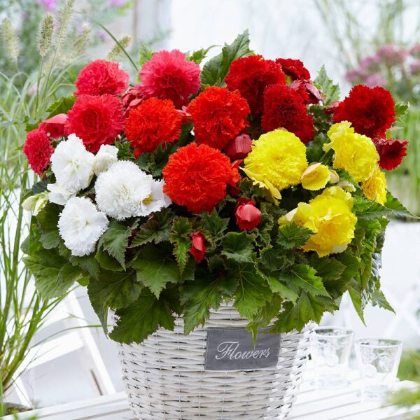 Begonia fimbriata Mix -5/1- 86103 - Image 2
