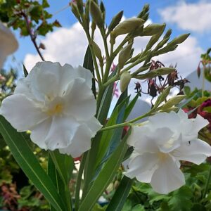Oleander Dupli Beli 20/30cm