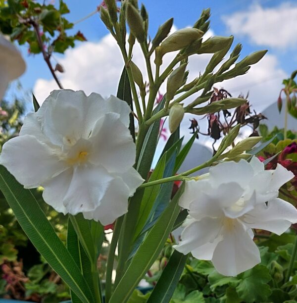 Oleander Dupli Beli (45-50)cm