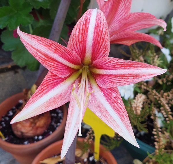 AMARYLLIS Single Sweet Lilian - Image 3