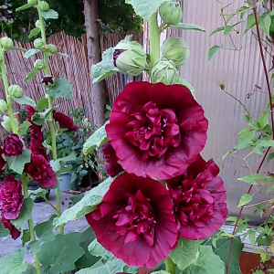 ALCEA Chater's Maroon