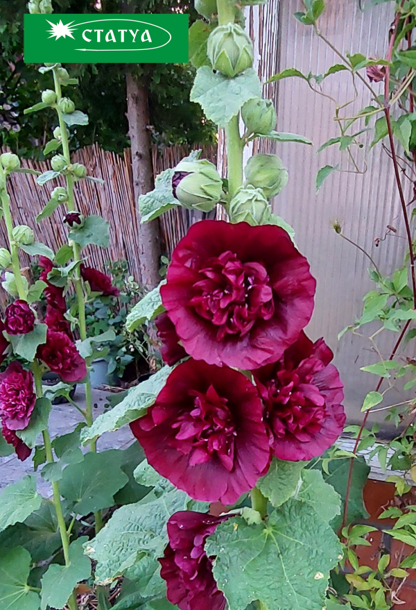 ALCEA Chater's Maroon