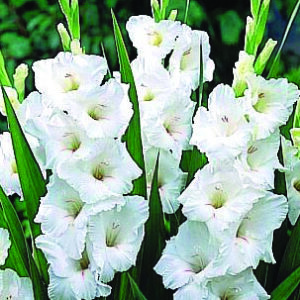 Gladiolus White Prosperity