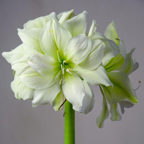 Amaryllis Double White Marilyn