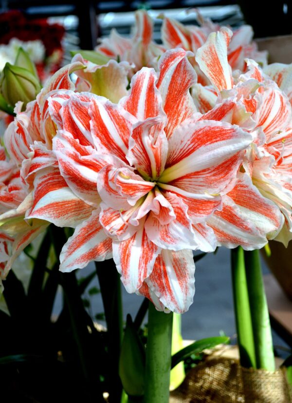 AMARYLLIS Double DANCING QUEEN - Image 5