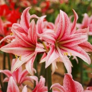 AMARYLLIS Single Sweet Lilian