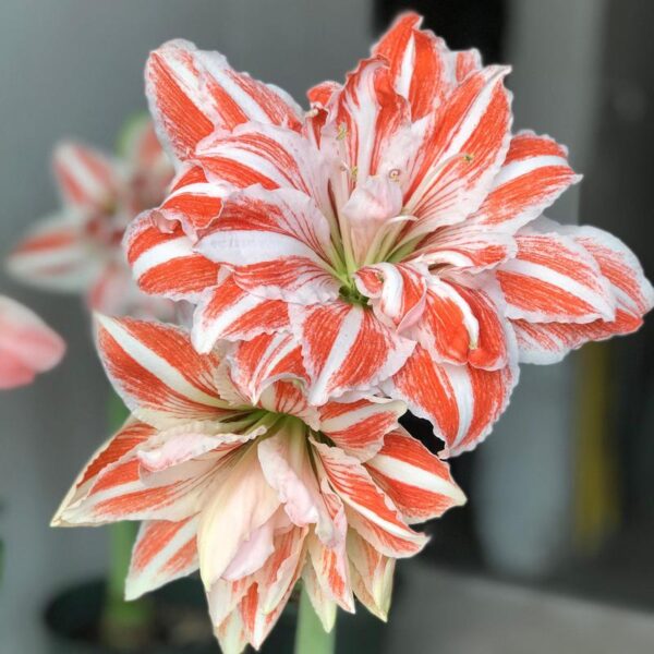 AMARYLLIS Double DANCING QUEEN - Image 4