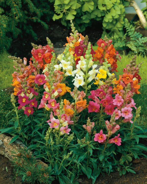 Zevalica-Antirrhinum Sachmo S430