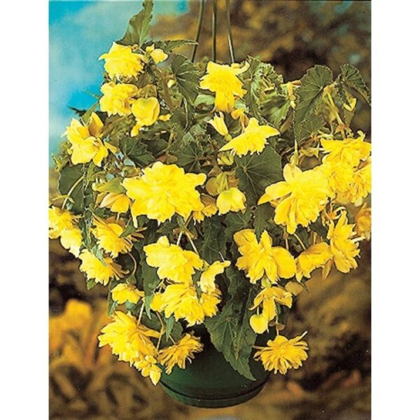 Begonia Pendula Yellow 08381 - Image 2
