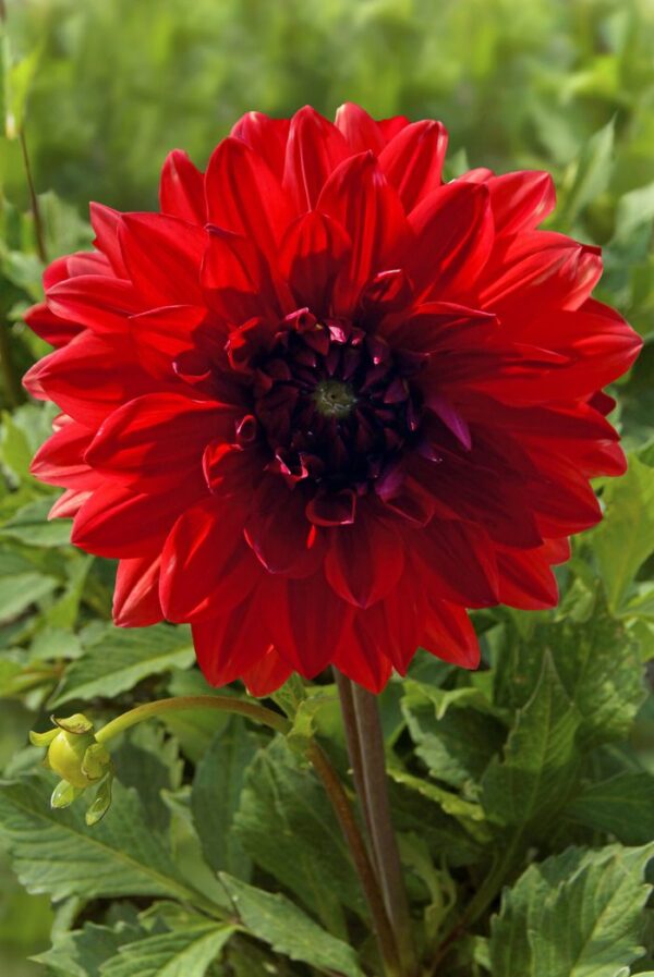 DALIJA Decorative GARDEN WONDER - Image 4