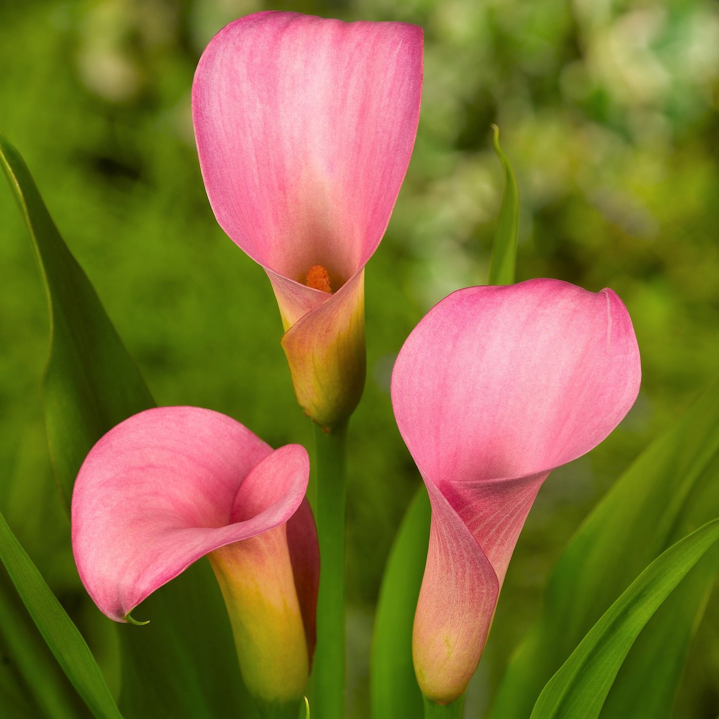 kala-calla-pink-katalo-ka-prodaja