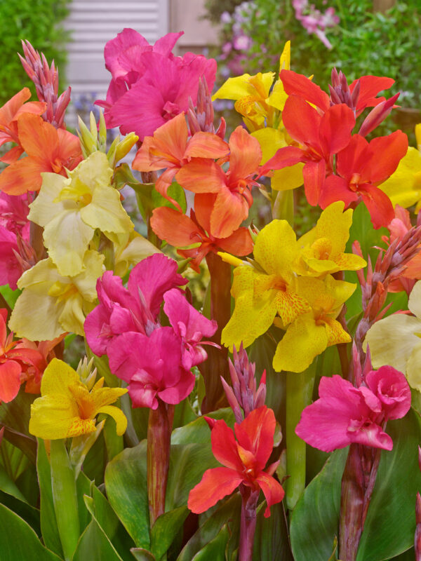 Canna mix 5/1