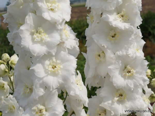 Delphinium Christine Harbutt P653-1 sadnica - Image 2