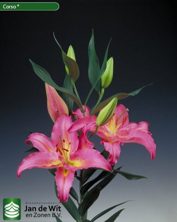 Ljiljan-Lilium Oriental Corso - Image 2