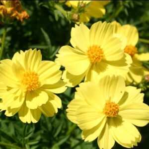 Cosmos žuti- 0,5 gr