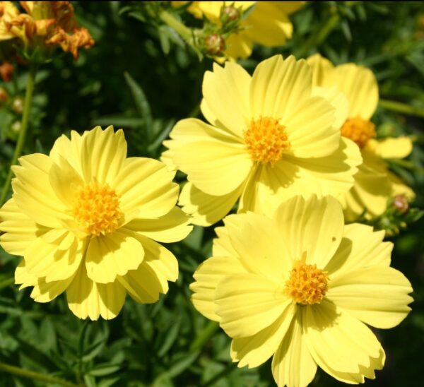 Cosmos žuti- 0,5 gr