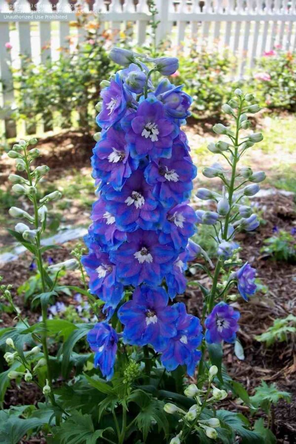 Delfinijum dupli lila plavi - P390