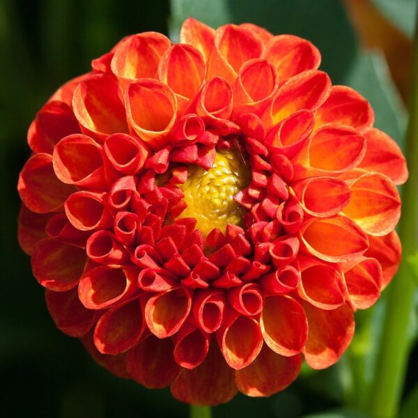 DALIJA POMPOM NEW BABY 03371