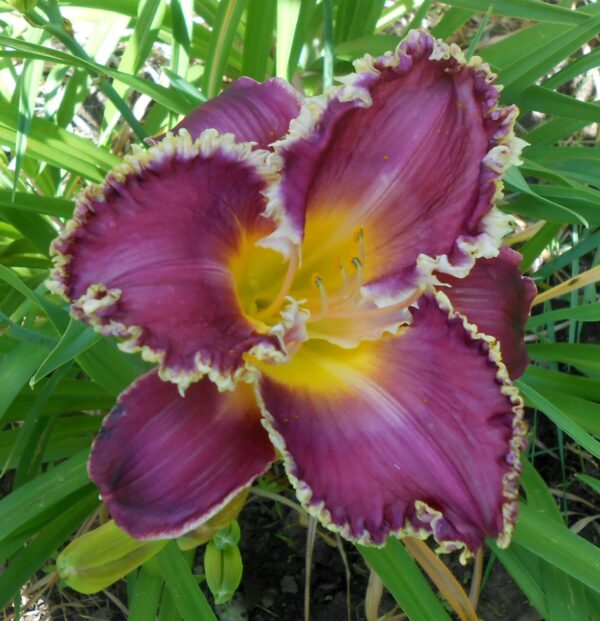 Hemerocallis David Kirchoff - Image 2