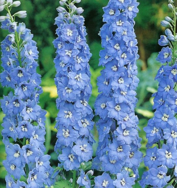 Delphinium cultorum Svetlo plavi  P580