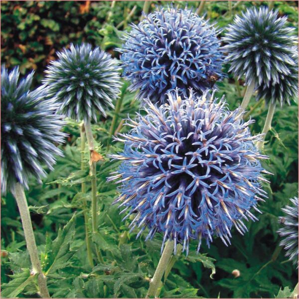 Plavi čičak-echinops - Image 2