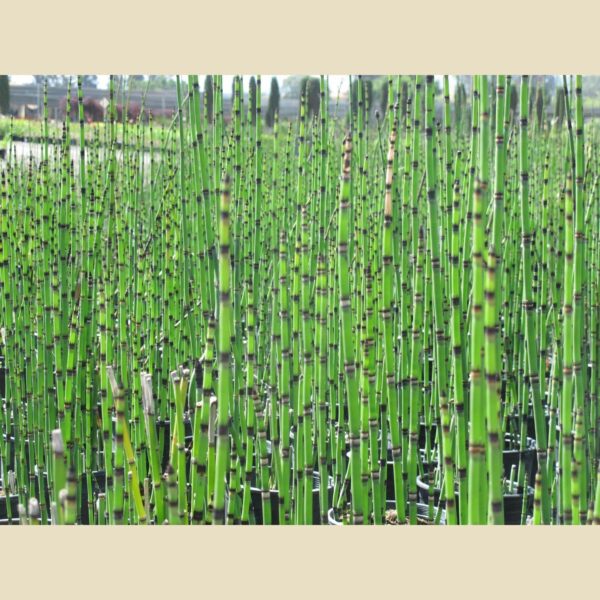 Equisetum hyemale-Rastavić P515