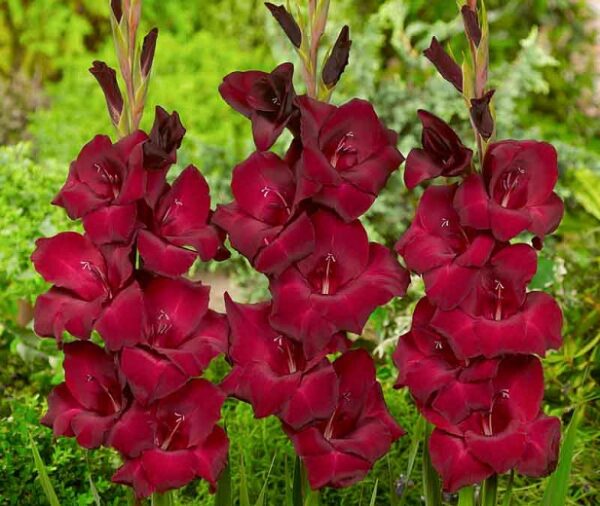 Gladiolus Espresso 08339 - Image 2