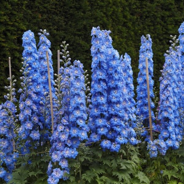 Delphinium Fenella P659-1 sadnica - Image 2