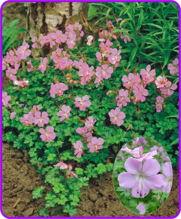 Geranium dalmaticum P0149