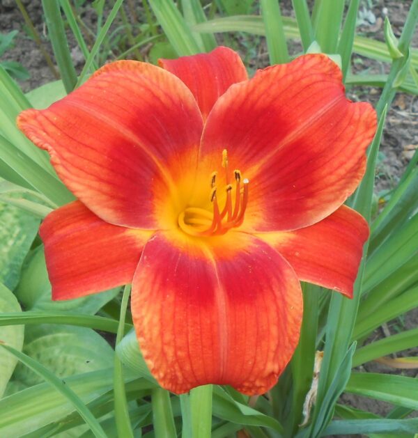 Hemerocallis Holiday Delight - Image 2