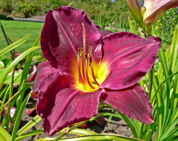 Hemerocallis Strutters Ball - Image 3