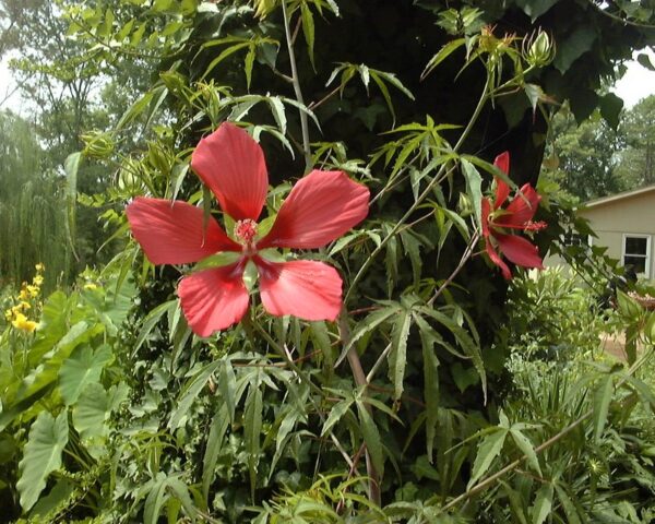 Hibiscus coccineus red-P382-sadnica 40-50cm - Image 2