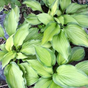 HOSTA Fransen Emerald Tiara P649