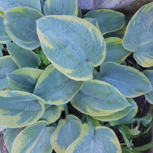 Hosta Tokudama Flavocircinalis