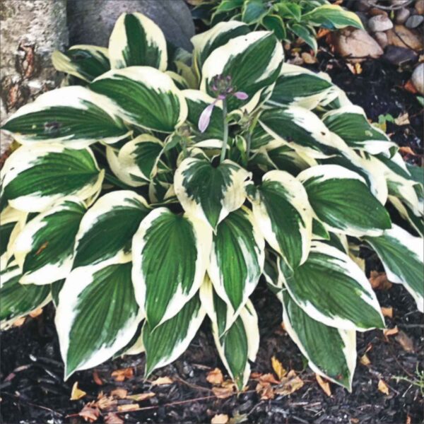 P04133-Hosta Patriot