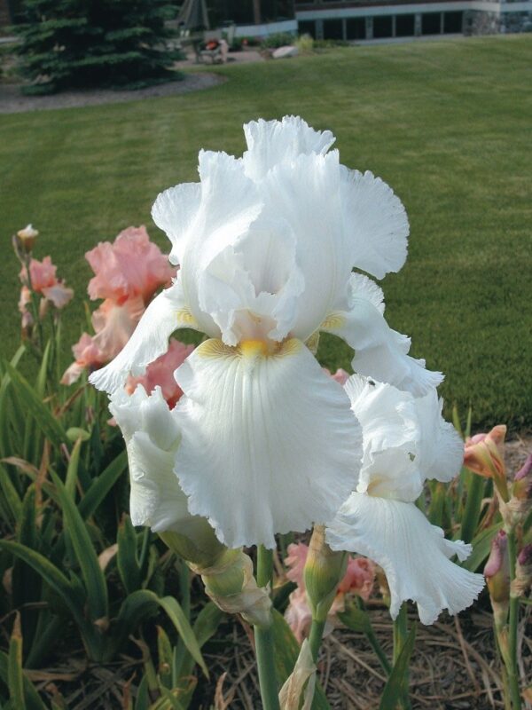 IRIS Immortality  P99902