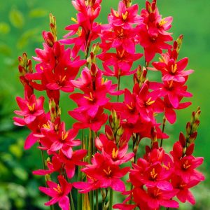 Ixia mix - 5 lukovica