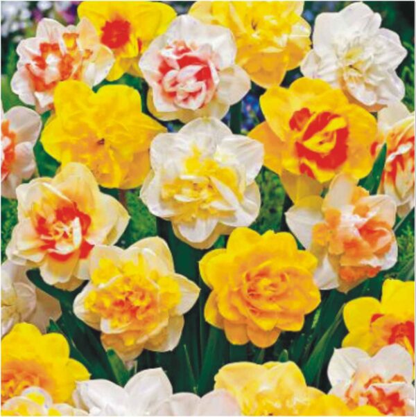 Narcis Double Mix - 5 lukovica