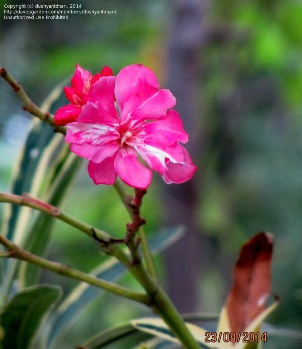Oleander Dupli crveni (50-70cm) - Image 2