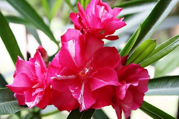 Oleander Dupli crveni (50-70cm) - Image 3