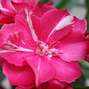 Oleander Dupli crveni  50/60cm