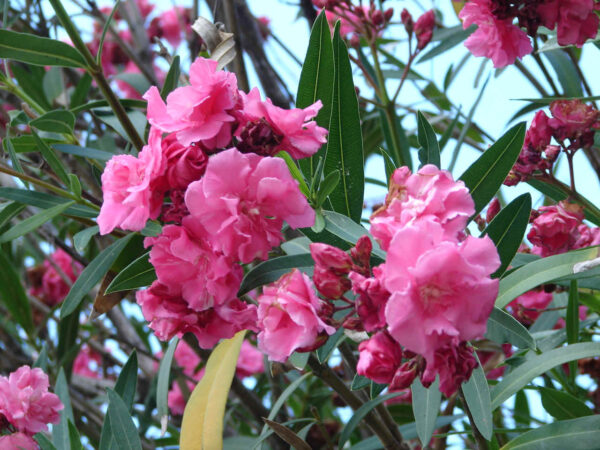 Oleander Double pink S452 - sadnica 50-60cm