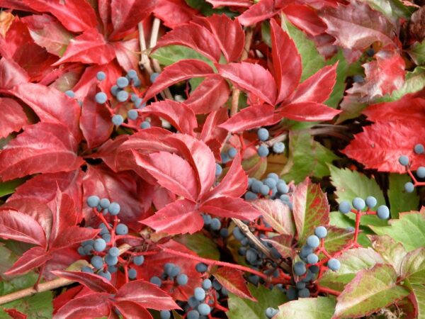 Petolisna lozica-Parthenocissus P229 - Image 3