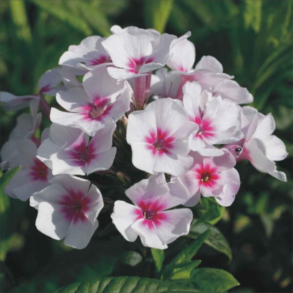 Phlox Early Star P88138