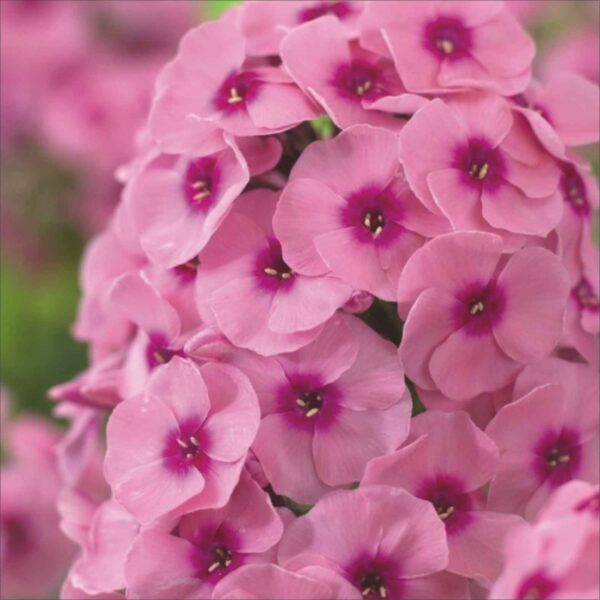 Phlox Jeff’s Pink P88140