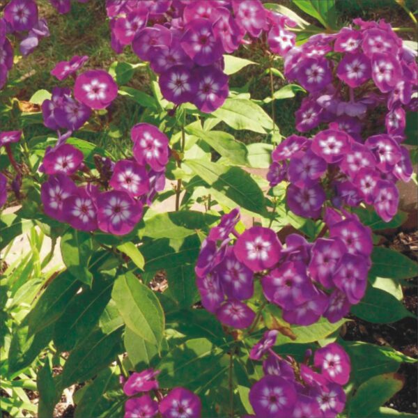 Phlox Modern Art P88133