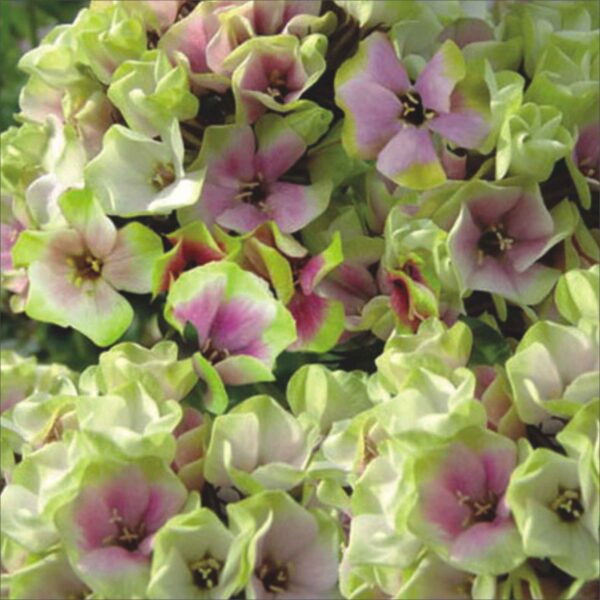 Phlox Sherbet Blend P88134