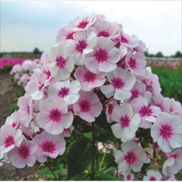 Phlox Swizzle Blue P88135