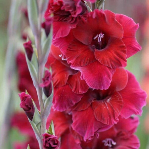 Gladiolus Plum Tart-5 lukovica - Image 3