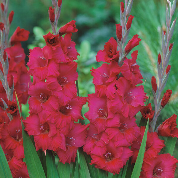 Gladiolus Plum Tart-5 lukovica - Image 2